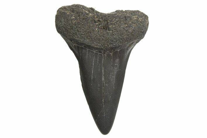 Fossil Broad-Toothed Mako Tooth - South Carolina #340979